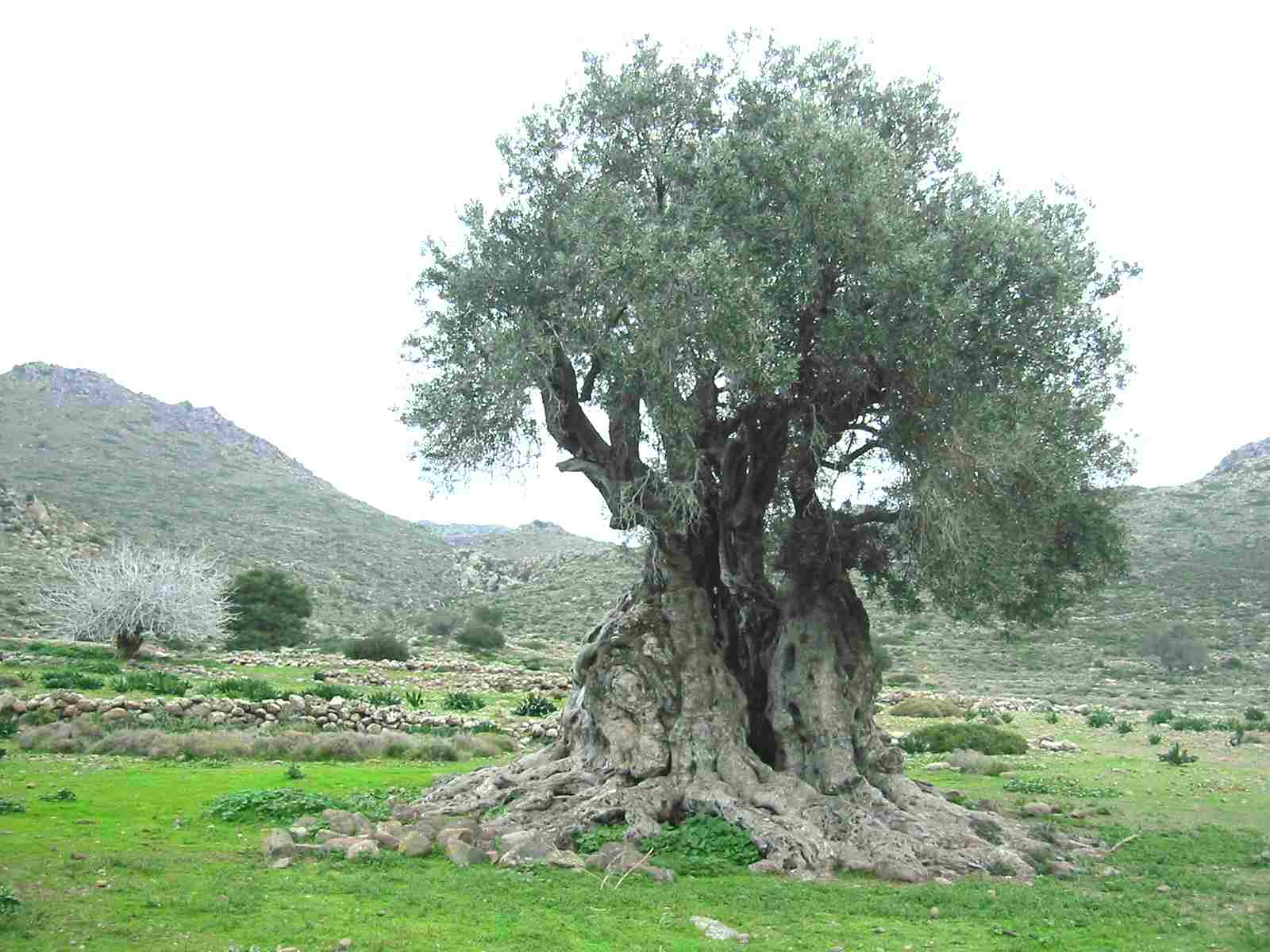 Заранг дарахти